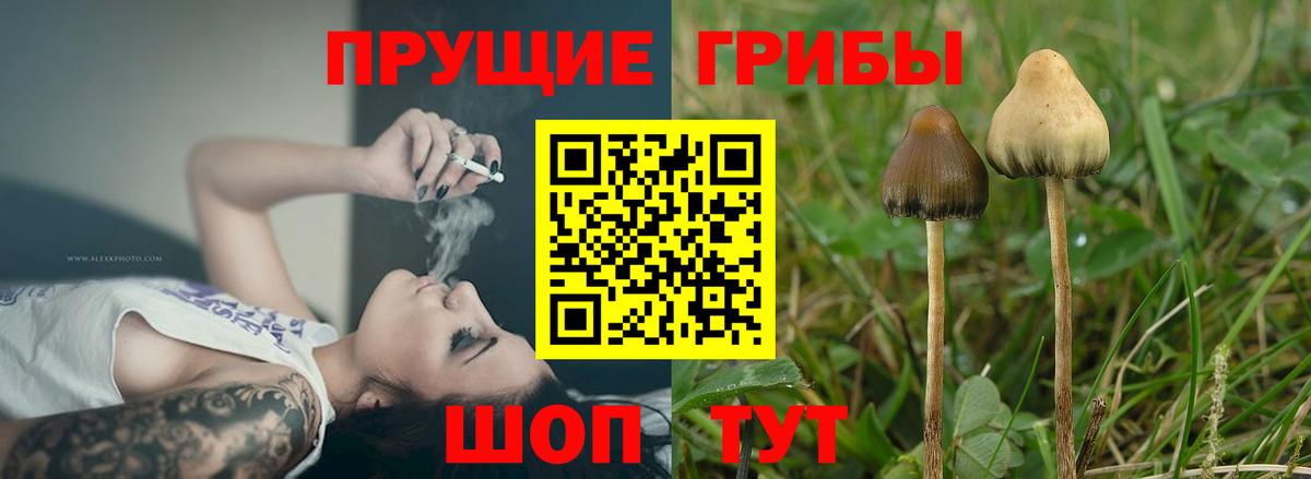 Казань  Галлюциногенные грибы Psilocybe  Галлюциногенные грибы Psilocybine cubensis  Вход с VPN 